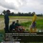 Antisipasi Krisis Pangan, Mahasiswa Polbangtan Kementan Sukseskan Program PAT