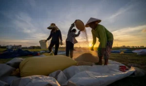 Petani: Pilar Pangan Berkualitas dan Berkelanjutan untuk Masa Depan