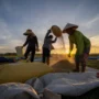 Petani: Pilar Pangan Berkualitas dan Berkelanjutan untuk Masa Depan