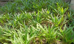 Memanfaatkan Halaman Rumah Menjadi Kebun Kangkung: Panduannya