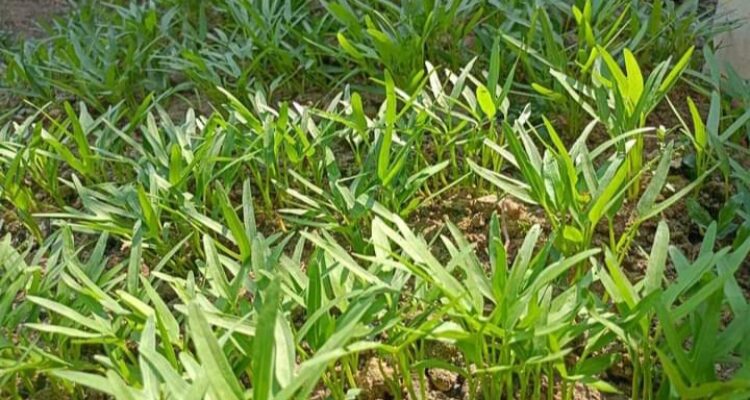 Memanfaatkan Halaman Rumah Menjadi Kebun Kangkung: Panduannya