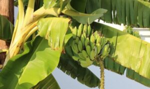 Pohon pisang merupakan salah satu tanaman yang sering dibudidayakan karena buahnya yang lezat dan bernutrisi.