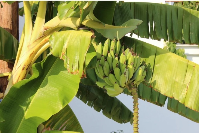 Pohon pisang merupakan salah satu tanaman yang sering dibudidayakan karena buahnya yang lezat dan bernutrisi.