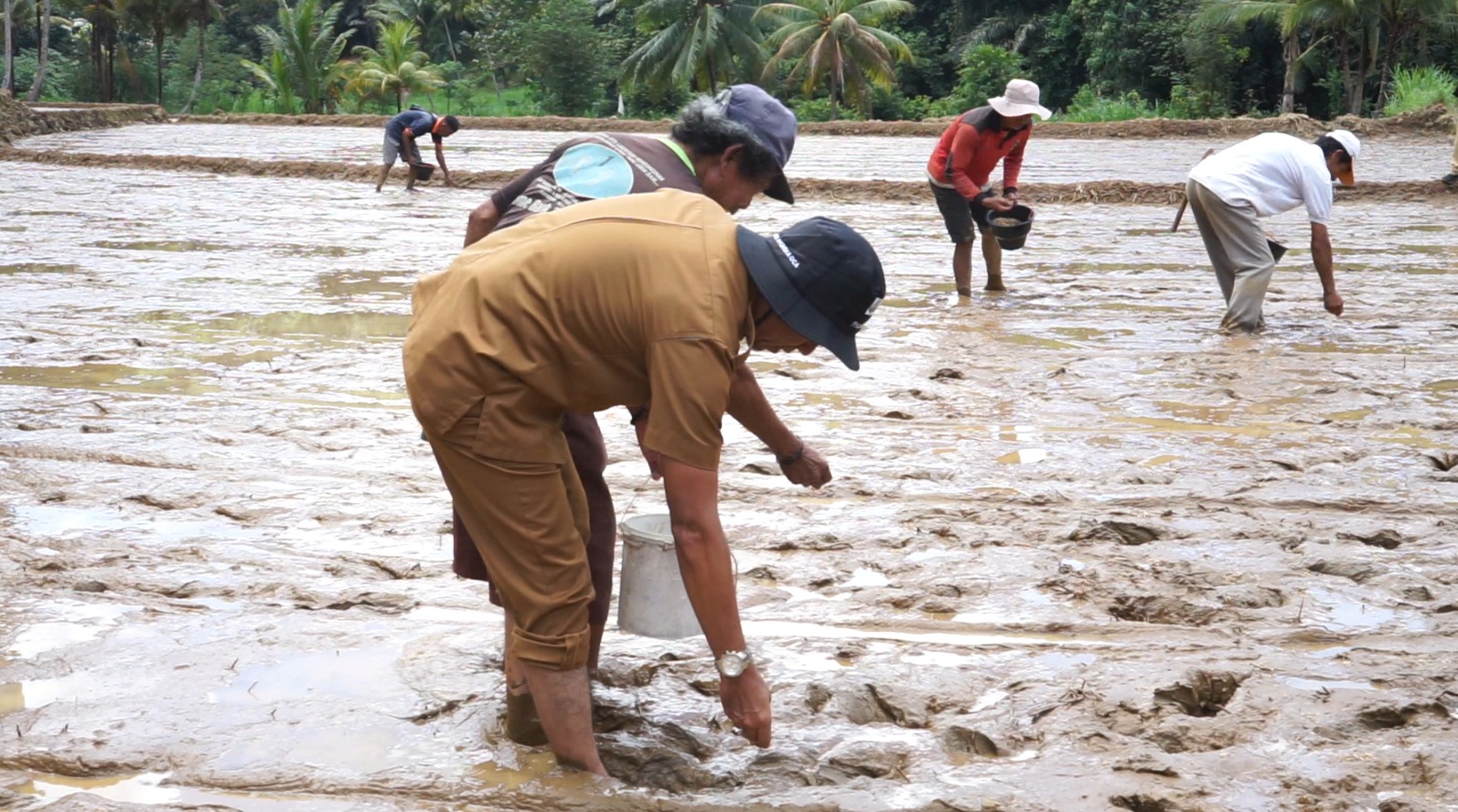 Program Pompanisasi