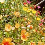 Bunga krokot atau moss rose (Portulaca grandiflora) adalah tanaman hias yang populer karena bunganya yang cerah dan mudah dirawat.