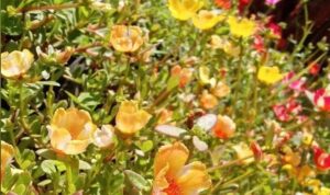 Bunga krokot atau moss rose (Portulaca grandiflora) adalah tanaman hias yang populer karena bunganya yang cerah dan mudah dirawat.