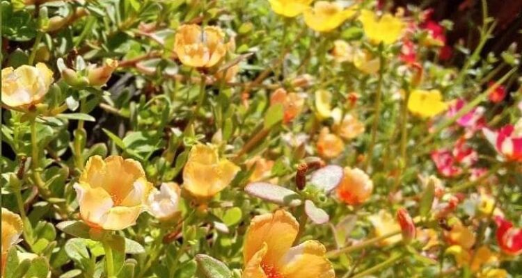 Bunga krokot atau moss rose (Portulaca grandiflora) adalah tanaman hias yang populer karena bunganya yang cerah dan mudah dirawat.