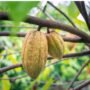 cokelat