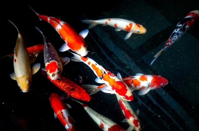 Ikan Koi juga rentan terhadap penyakit. Mengetahui tanda-tanda ikan koi terserang penyakit secara dini sangat penting untuk mencegah