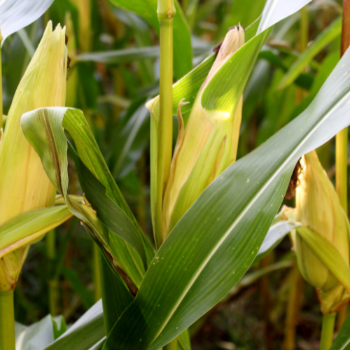 jagung