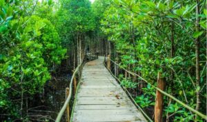 Program SMART menargetkan mampu menyerap 180 ton karbon dioksida setelah tahun 2025. Target ambisius ini bisa tercapai jika mangrove