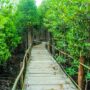 Program SMART menargetkan mampu menyerap 180 ton karbon dioksida setelah tahun 2025. Target ambisius ini bisa tercapai jika mangrove