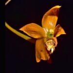 Tim Ekspedisi dari Cagar Alam Bukit Sapat Hawung di Kabupaten Murung Raya, menemukan spesies anggrek jenis baru dari genus Bulbophyllum.