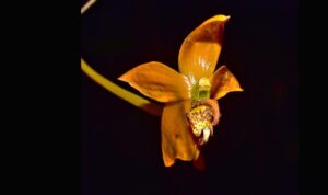 Tim Ekspedisi dari Cagar Alam Bukit Sapat Hawung di Kabupaten Murung Raya, menemukan spesies anggrek jenis baru dari genus Bulbophyllum.