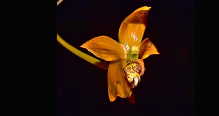 Tim Ekspedisi dari Cagar Alam Bukit Sapat Hawung di Kabupaten Murung Raya, menemukan spesies anggrek jenis baru dari genus Bulbophyllum.