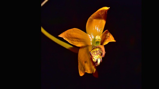 Tim Ekspedisi dari Cagar Alam Bukit Sapat Hawung di Kabupaten Murung Raya, menemukan spesies anggrek jenis baru dari genus Bulbophyllum.