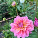 Bunga dahlia