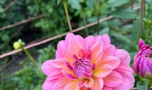 Bunga dahlia