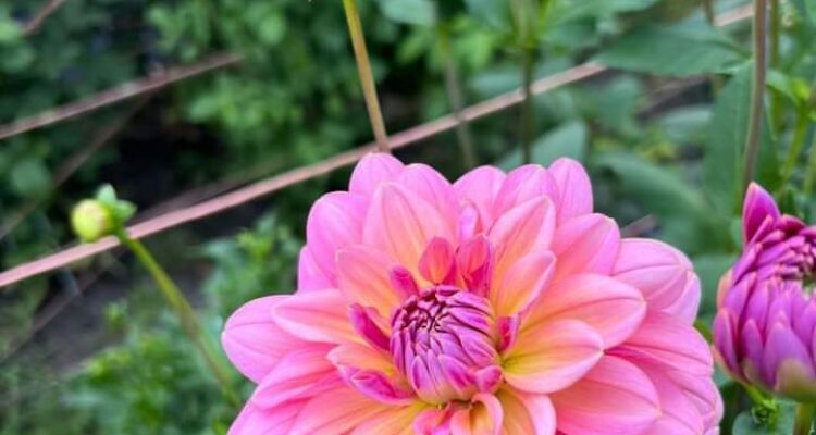 Bunga dahlia