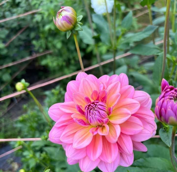 Bunga dahlia