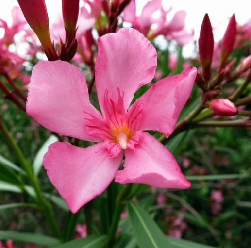 Frangipani