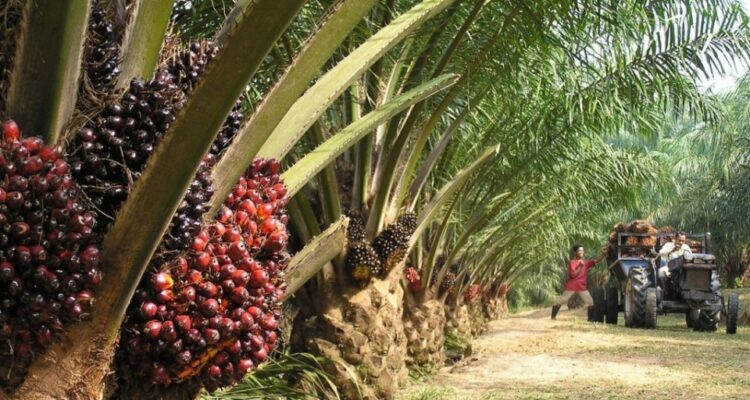 Tanaman kelapa sawit