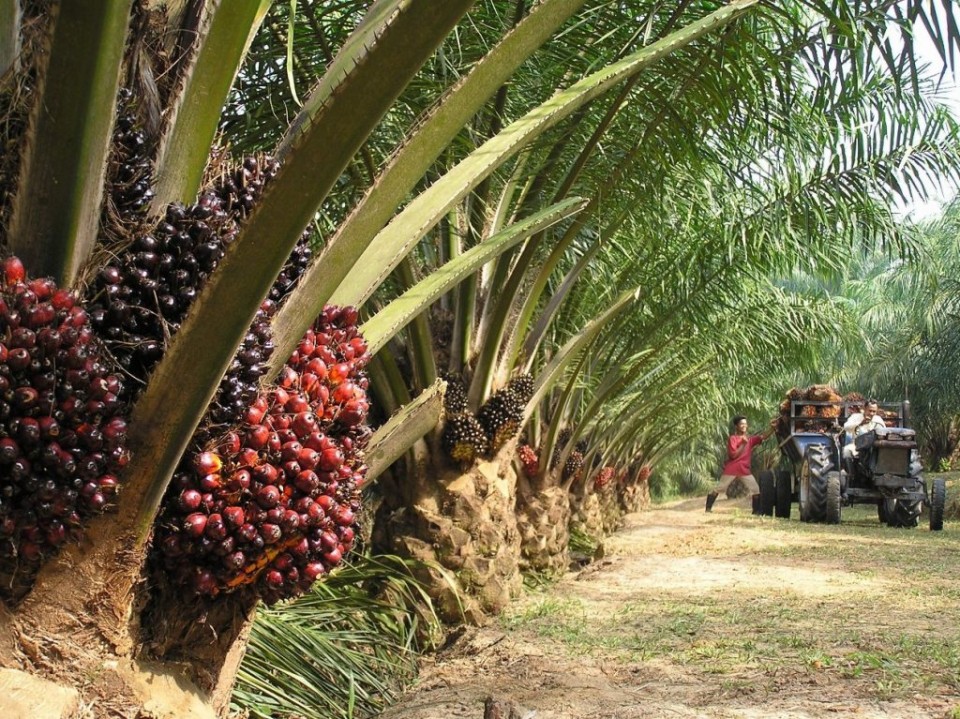 Tanaman kelapa sawit