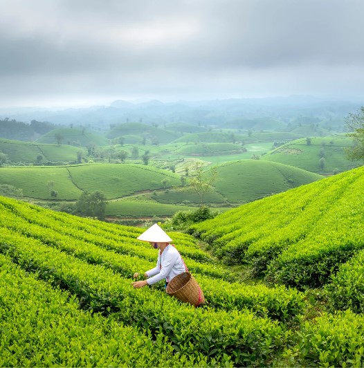 Perkebunan teh