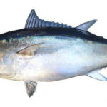 Ikan laut