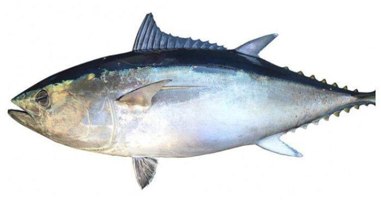 Ikan laut