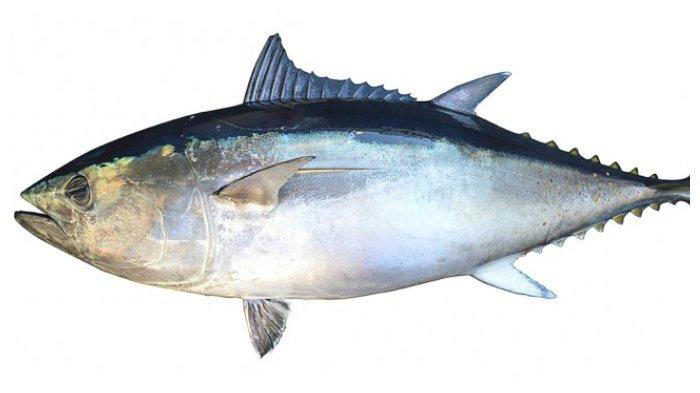 Ikan laut