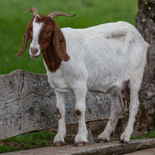 Kambing Terkena Parasit