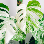 Jenis Monstera