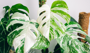 Jenis Monstera