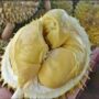 Cara Membedakan Durian Tua dan Muda