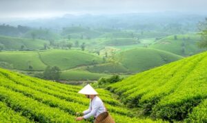 Tani Preneur