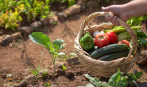 Tips Berkebun di Lahan Terbatas