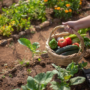 Tips Berkebun di Lahan Terbatas