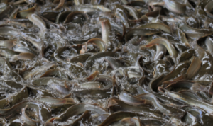 Bisnis Ternak Ikan Lele