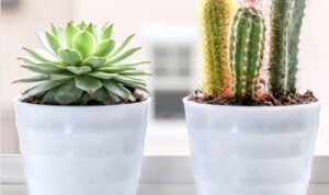 Feng Shui