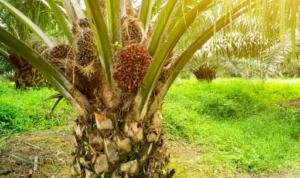 Perkebunan Kelapa Sawit di Indonesia