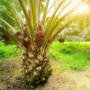 Perkebunan Kelapa Sawit di Indonesia