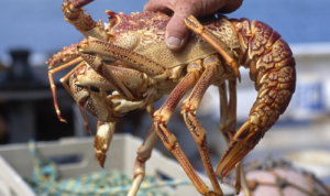 Budidaya Lobster