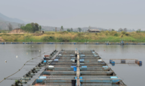 Peternakan Ikan Air Tawar