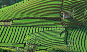 Menggabungkan Pertanian dan Pariwisata