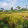 Memasuki Masa Panen, Petani Sukabumi Justru Resah. Apa Pasalnya?