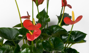 Bunga Anthurium