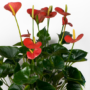 Bunga Anthurium