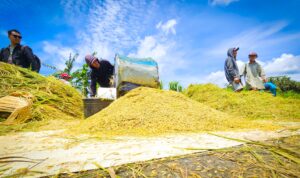 Harga Gabah