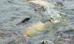 Budidaya Ikan Patin